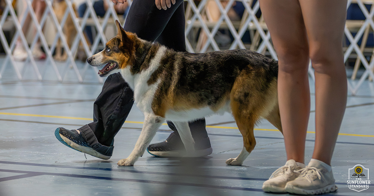 Dog obedience and showmanship