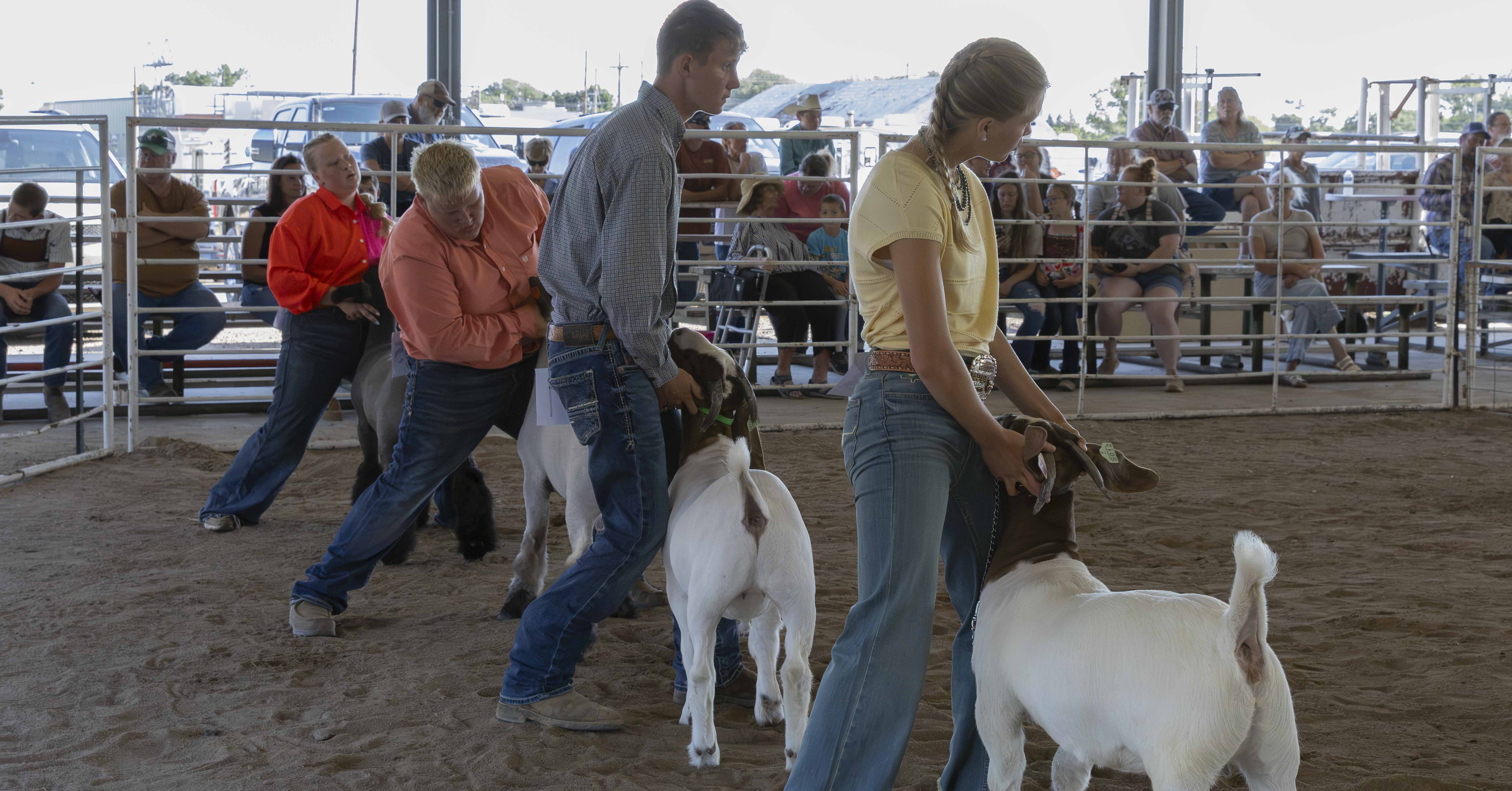Round Robin Showmanship